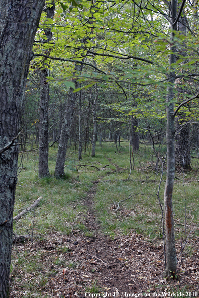 White-tailed Deer trail in forest. 