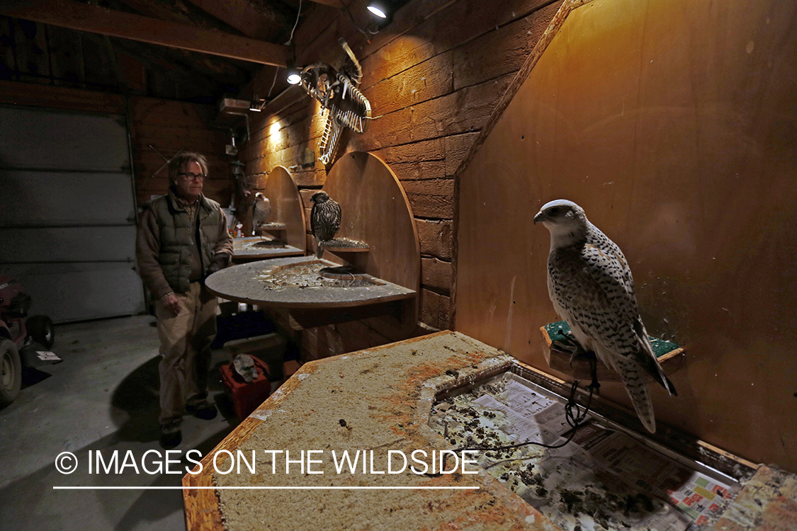 Gyr falcons perched on mews with falconer.