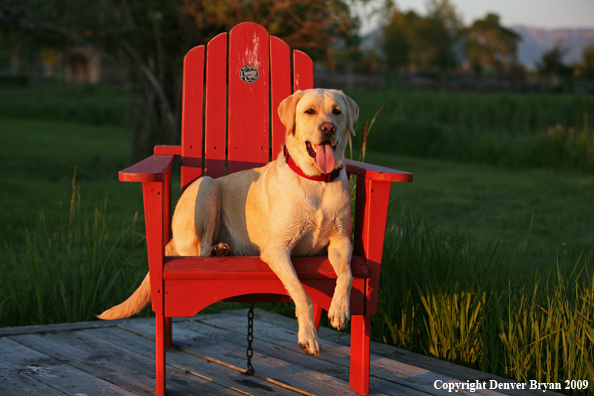 Yellow Labrador Retriever in chair