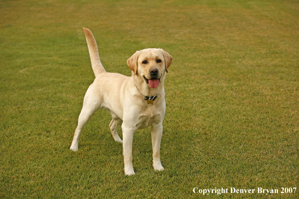 Yellow Labrador Retriever