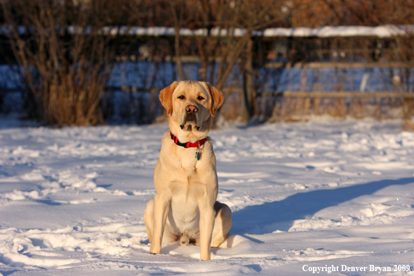 Yellow labrador retriever