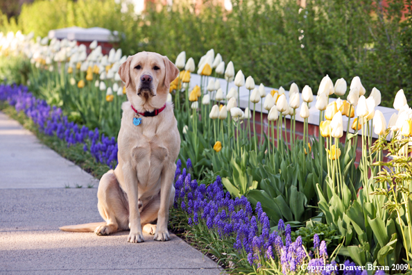 Yellow Labrador Retriever by flowers