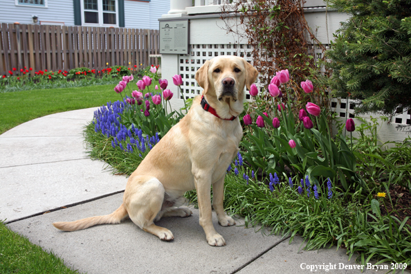Yellow Labrador Retriever by flowers