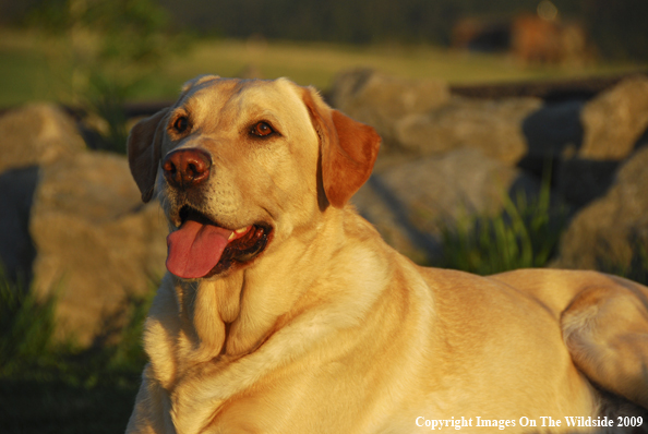 Yellow Labrador Retriever