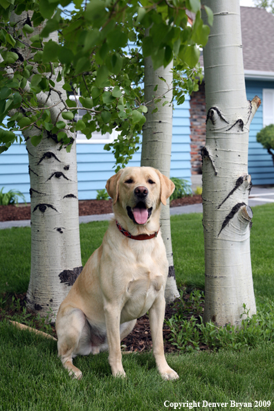 Yellow Labrador Retriever in yard