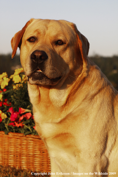 Yellow Labrador Retriever