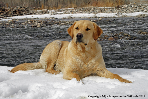 Yellow Labrador Retriever 