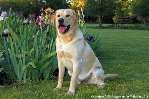 Yellow Labrador Retriever.