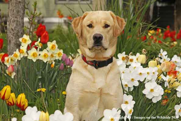 Yellow Labrador Retriever.