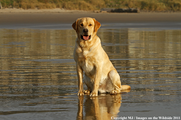 Yellow Labrador Retriever.