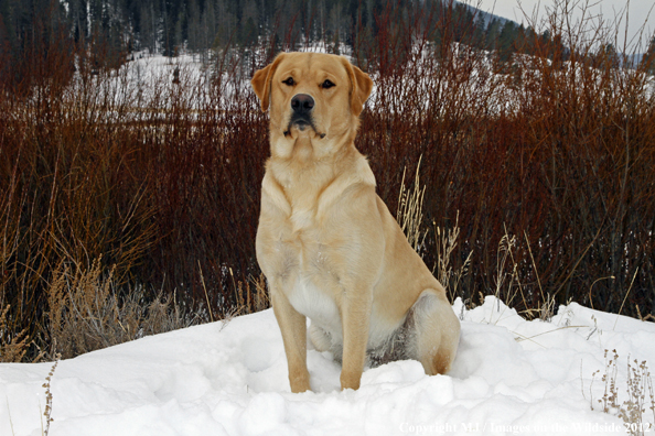 Yellow Labrador Retriever in winter. 