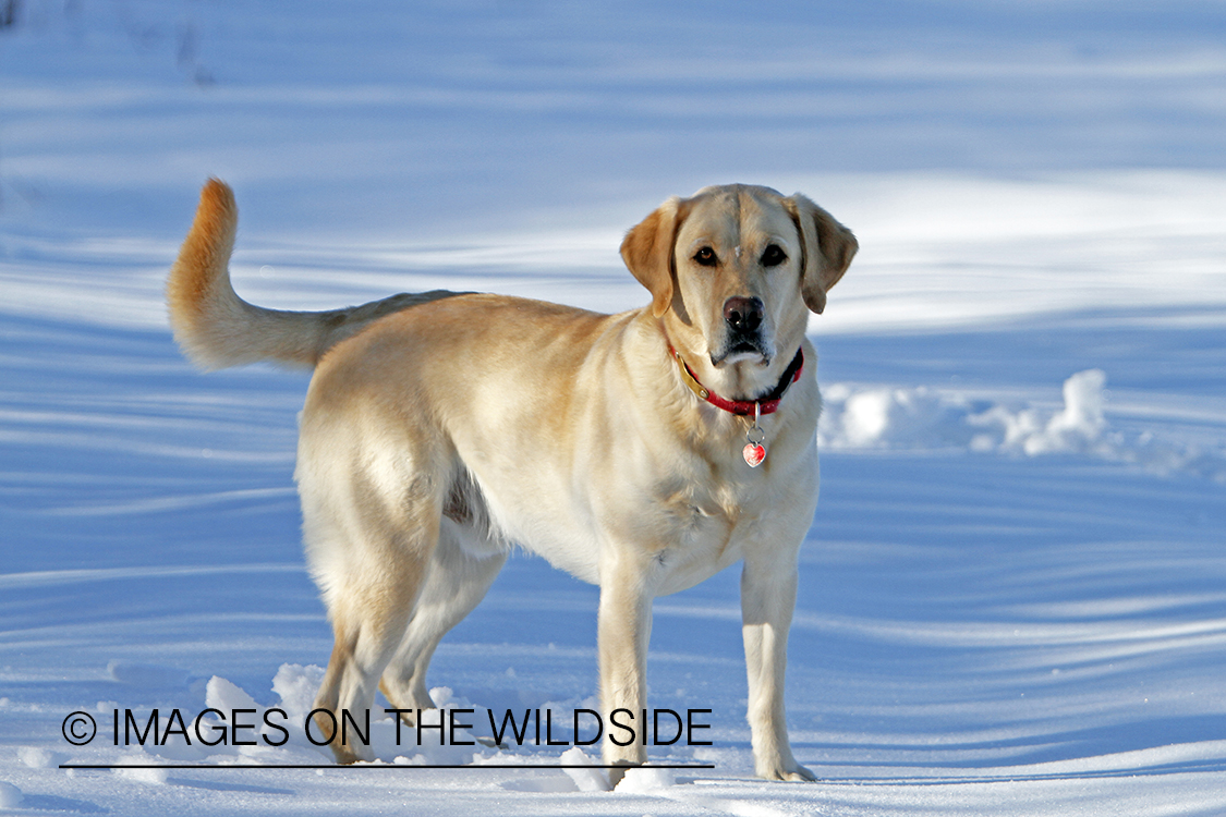 Yellow Labrador Retriever playing in snow.
