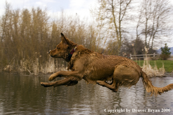 Golden Retriever jumping into a pond after a ball.  