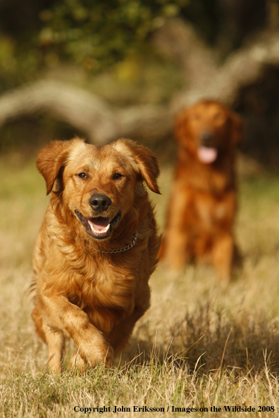 Golden Retriever