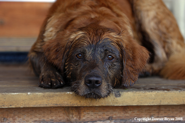 Dirty Golden Retriever