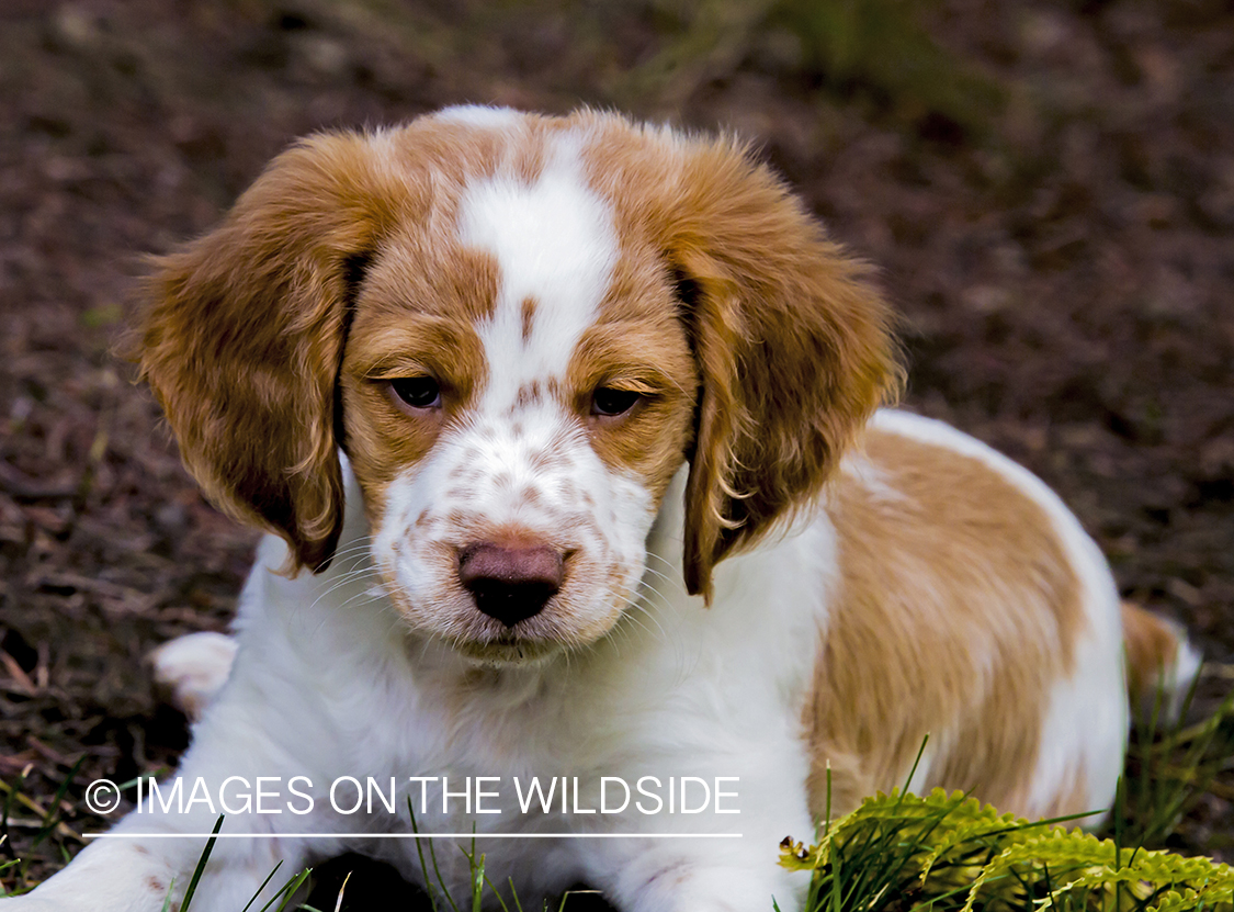 Brittany Spaniel Puppy