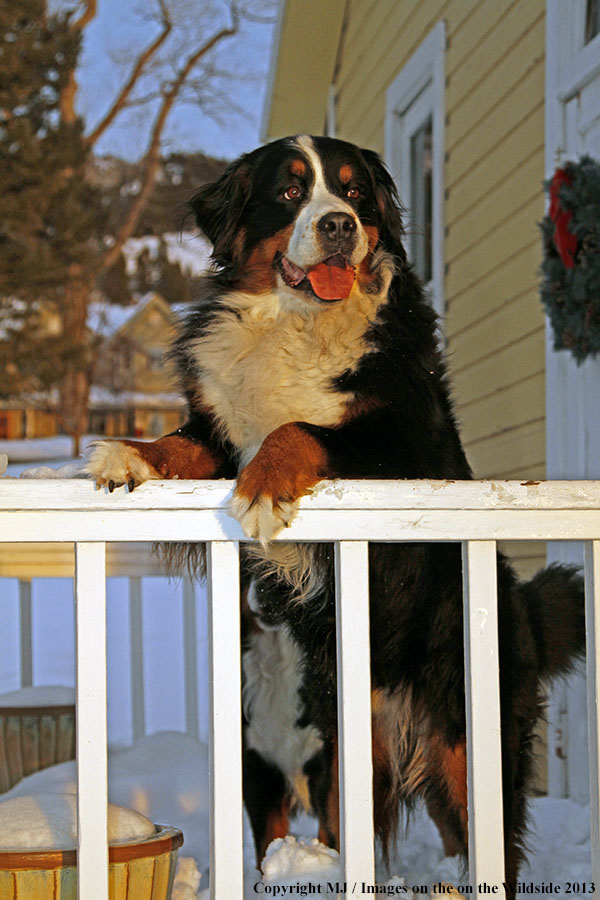 Bernese Mountain Dog.