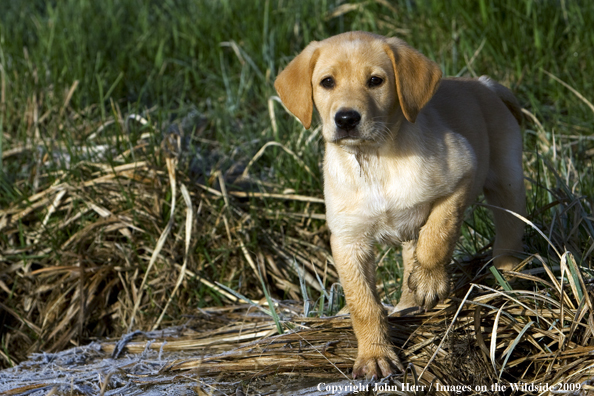 Yellow Labrador Retriever puppy in field