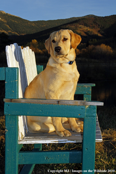 Yellow Labrador Retriever Puppy