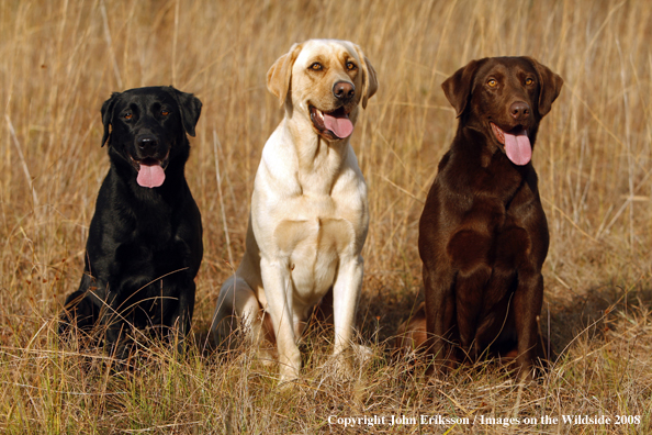 Labrador Retrievers in field