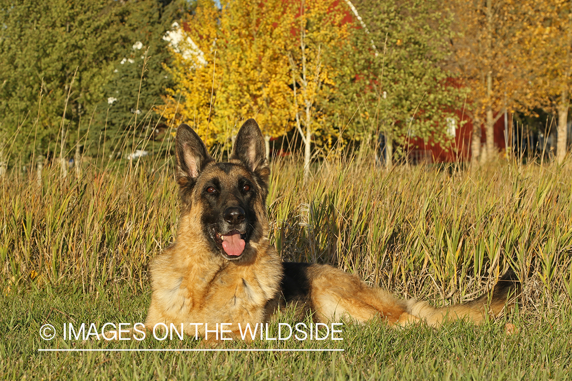 German Shepherd in grass.