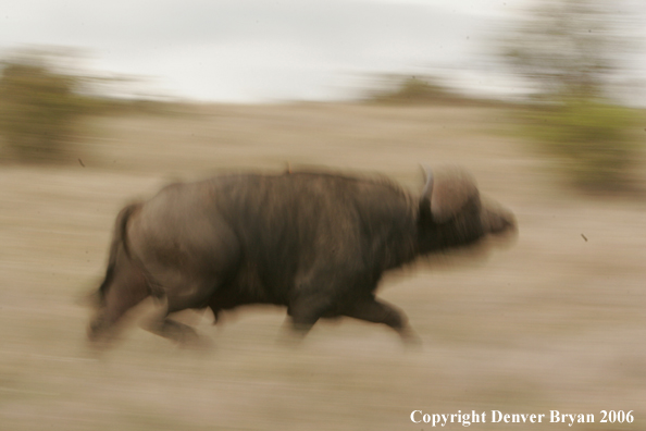 African Cape Buffalo running through field