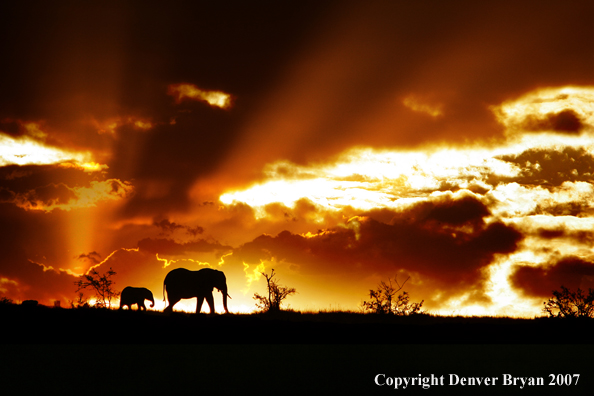 African Elephants