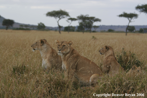 African lionesses pride laying around