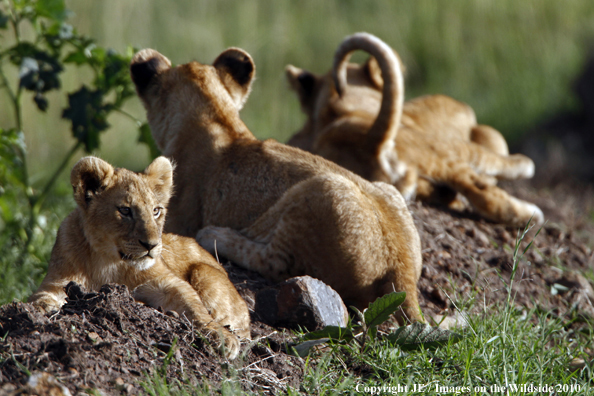 African Lion Cubs 