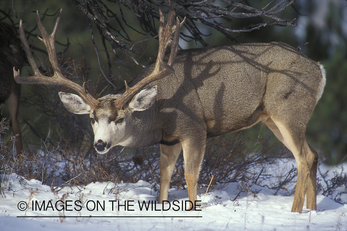 Mule deer in habitat.