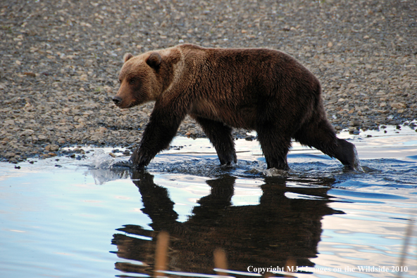 Brown Bear in habitat