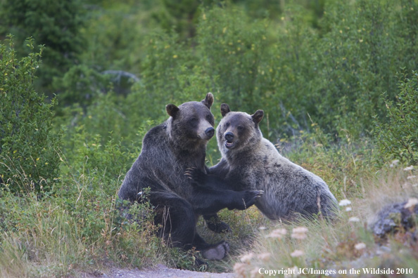 Bears in natural habitat