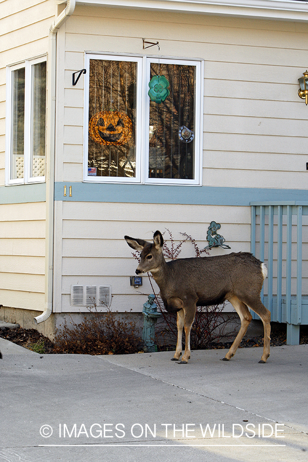 Mule deer in urban setting