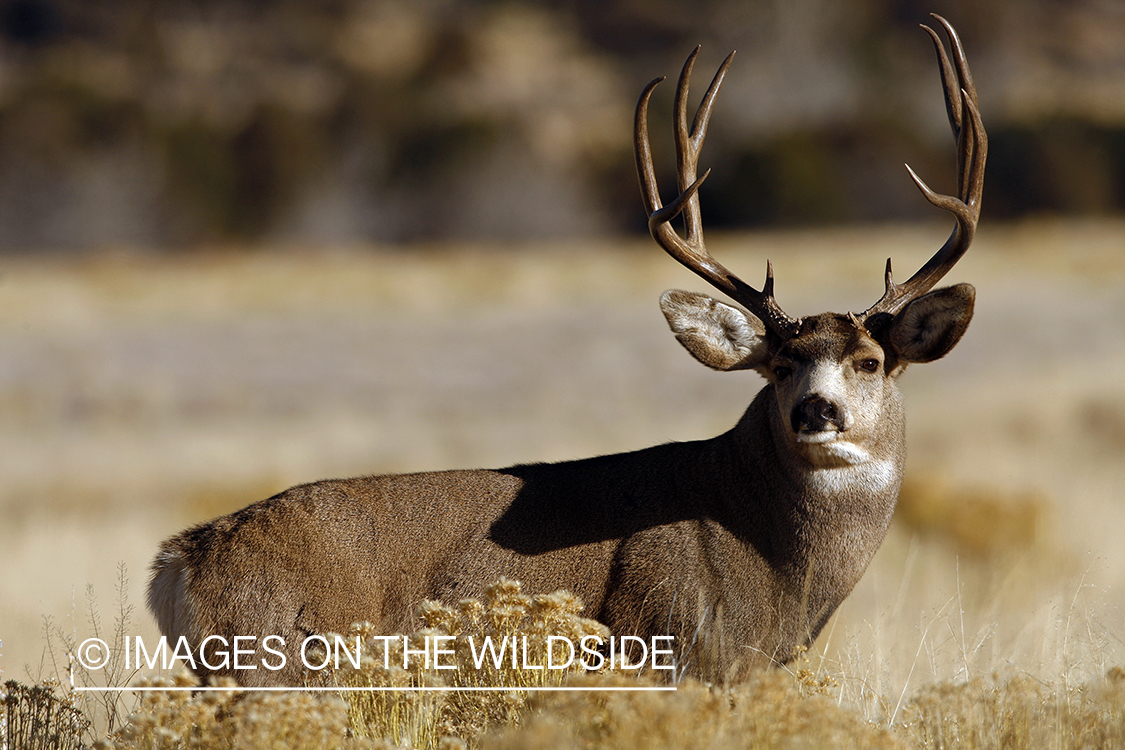 Mule deer 
