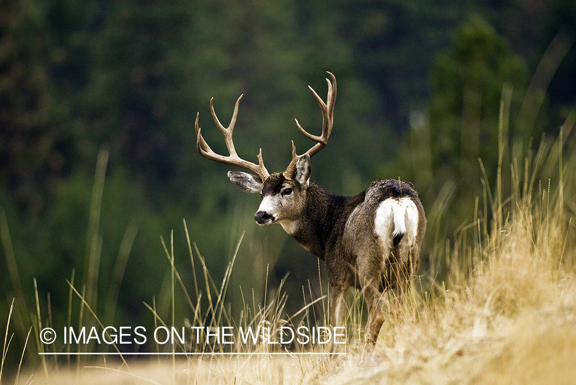 Mule deer 