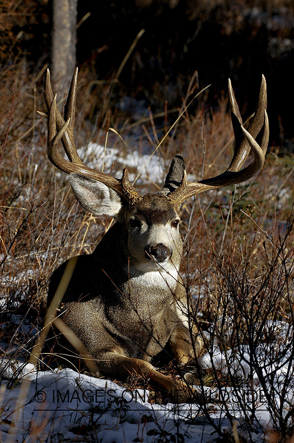 Mule deer 