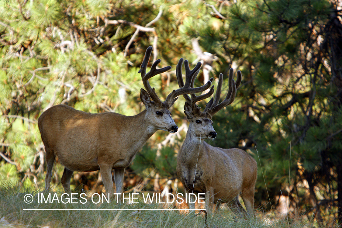 Mule Deer in Habitat