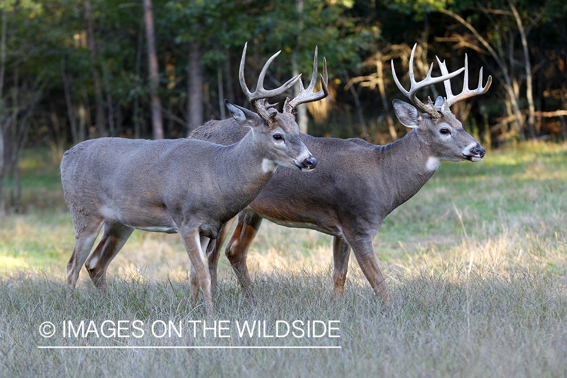 White-tailed bucks in habitat