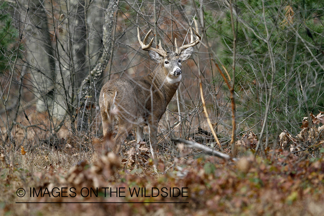 White-tailed buck in habitat.