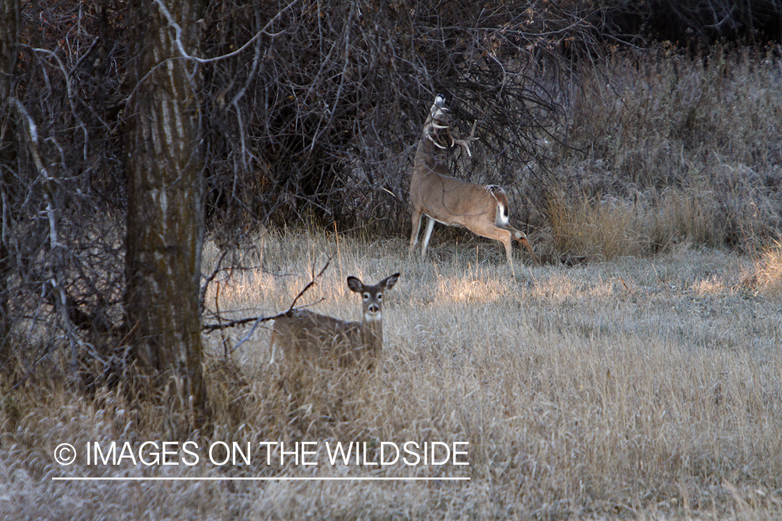 View of white-tailed deer in habitat from tree stand.