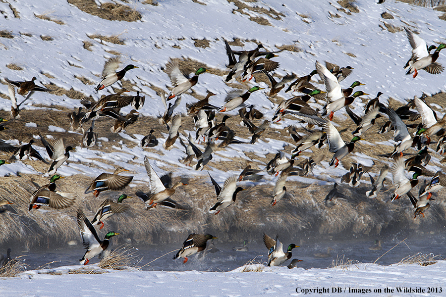 Mallards taking flight.