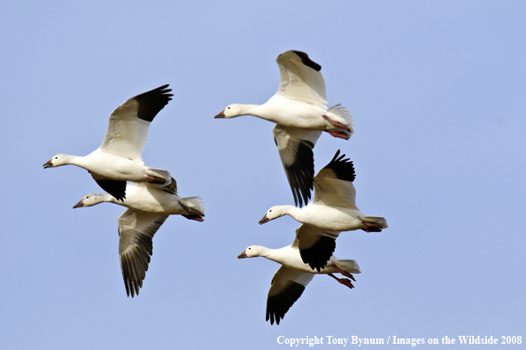 Snow Geese in flight