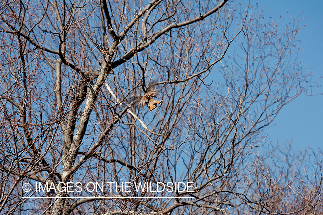 Ruffed grouse flushing.
