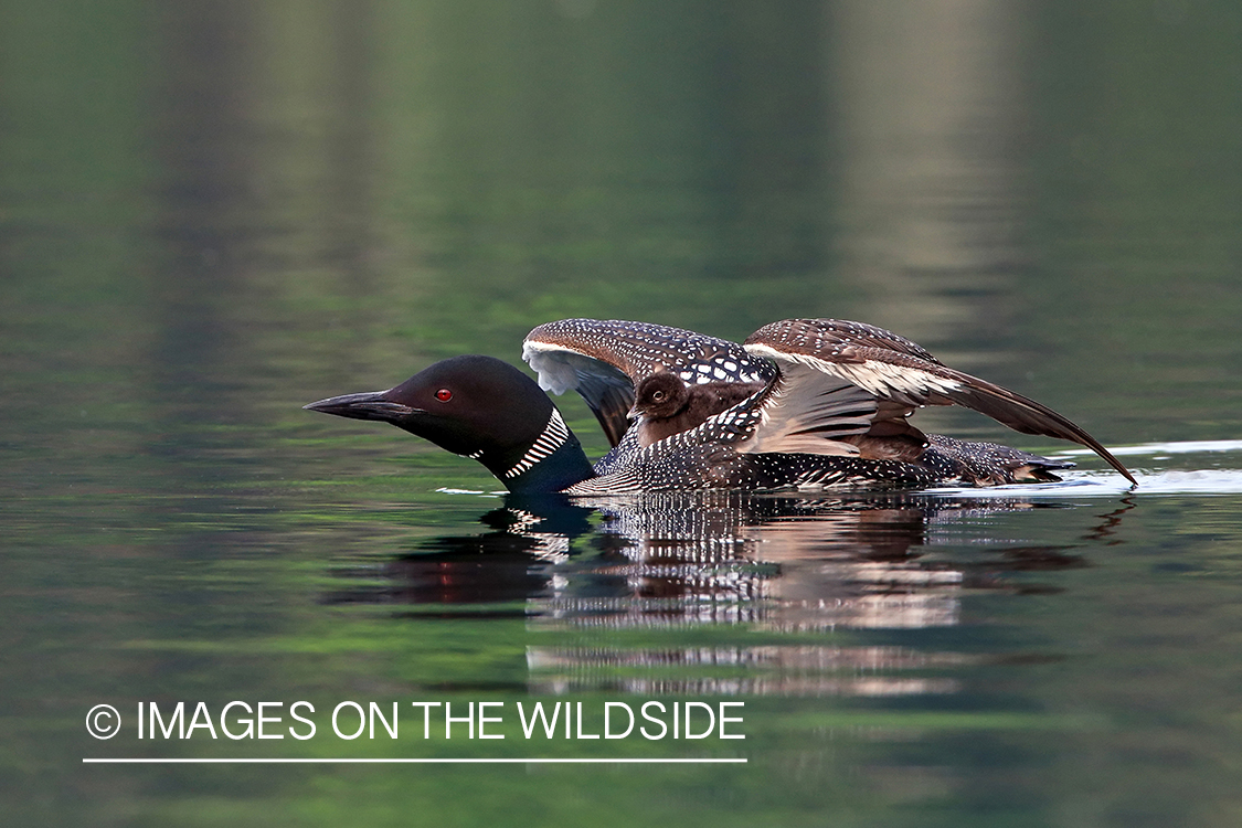 Common loon carrying chicks on back.