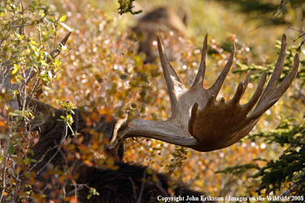 Alaskan Moose in Habitat