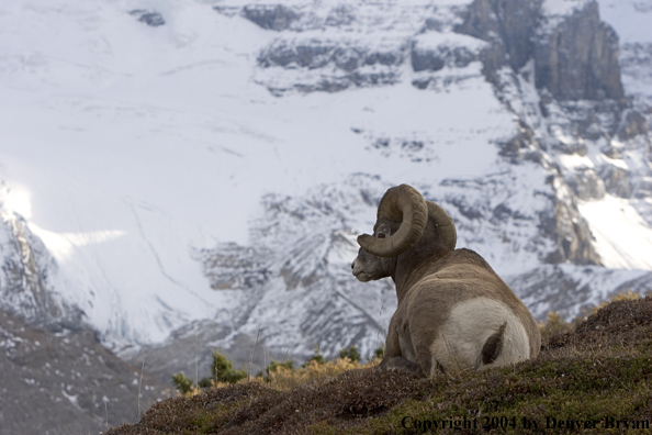 Rocky Mountain bighorn sheep (ram).