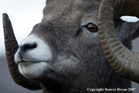 Close-up of a Rocky Mountain Bighorn sheep