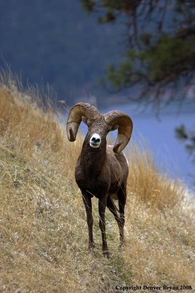 Rocky Mountain Big Horn Sheep