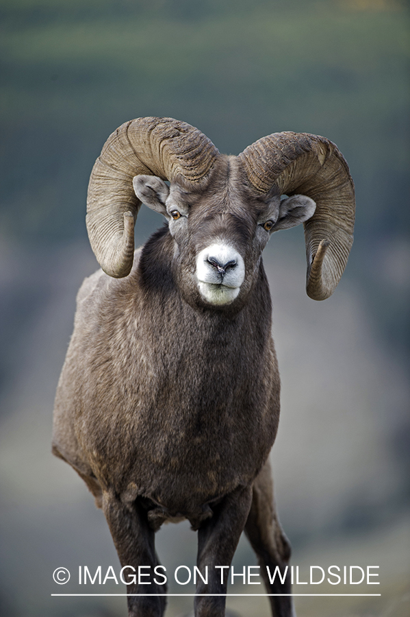 Bighorn sheep in habitat.