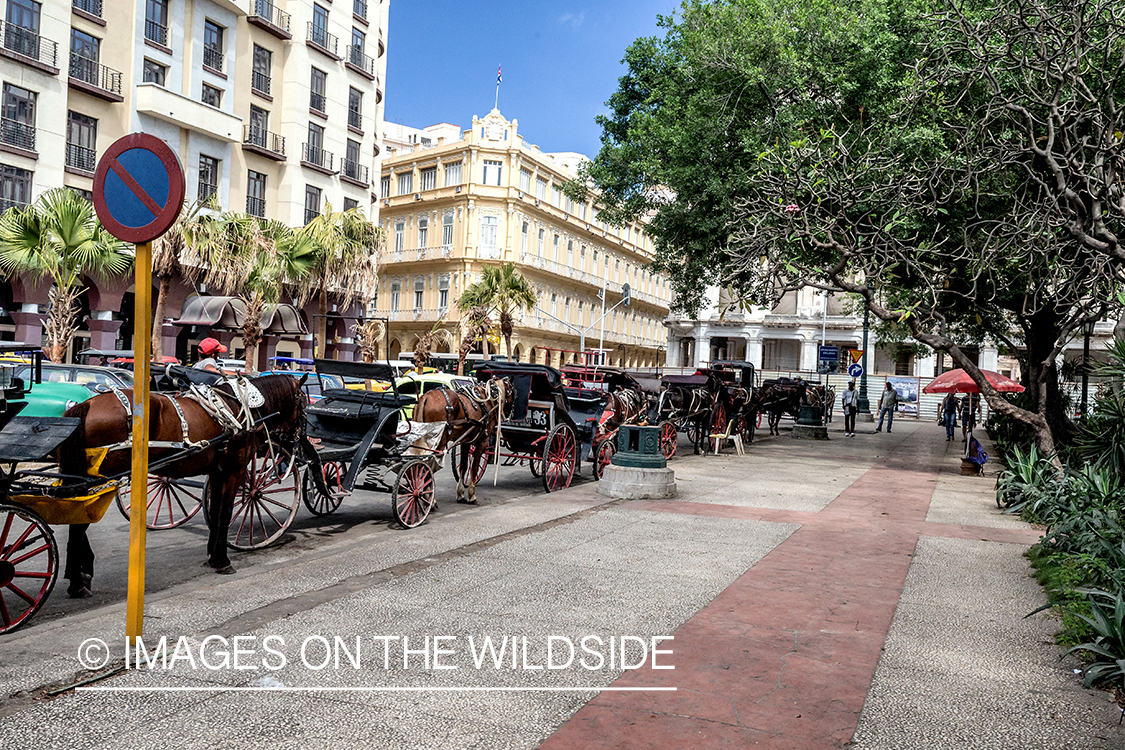 Horse drawn buggies in Havana, Cuba.